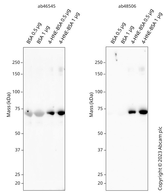 Anti-4 Hydroxynonenal antibody(AB46545)