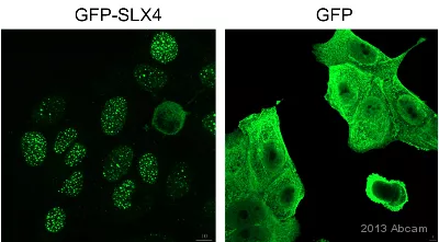 Gfp Antibody Ab13970 Immunocytochemistry Immunofluorescence Img40653