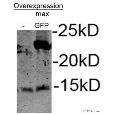 Gfp Antibody Ab13970 Western Blot Img138785