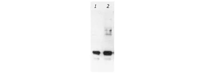 Gfp Antibody Ab13970 Western Blot Img25192