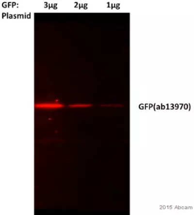 Gfp Antibody Ab13970 Western Blot Img34051