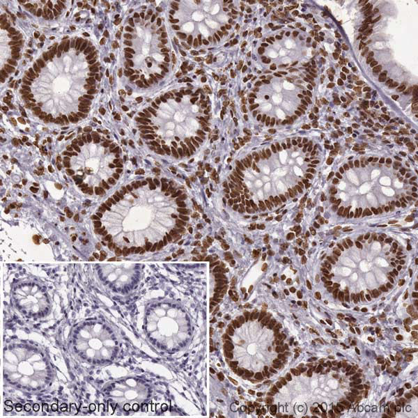 Goat Anti-Rabbit IgG H&L (HRP)(AB205718)