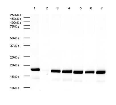 Goat Anti-Rabbit IgG H&L (HRP)(AB6721)