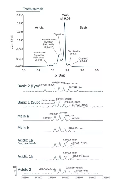Identify Proteoforms That Could Impact Product Quality