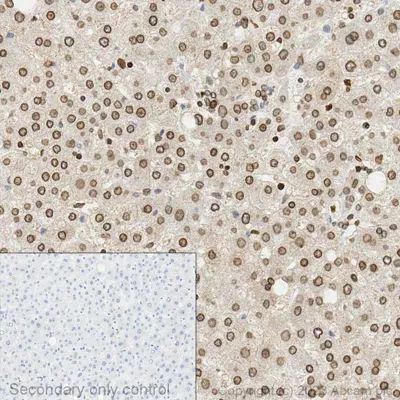 Immunocytochemistry Formalinpfa Fixed Paraffin Embedded Sections Anti Lamin B1 Antibody Nuclear Envelope Marker Bw3y3dLiVQ