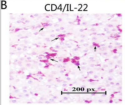 Rabbit Anti-Mouse IgG H&L (HRP)(AB6728)