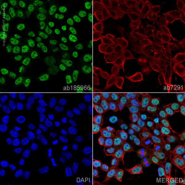 その他 tay Anti-SOX9 [EPR14335-78] ab185966 Recombinant | Danaher Life Sciences