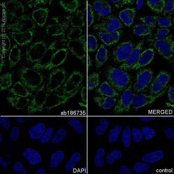 Anti-TOMM20 antibody [EPR15581-54] - Mitochondrial Marker(AB186735)