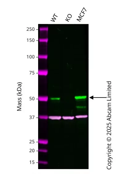 Western Blot Anti Gapdh Antibody Epr16891 Loading Control Image01