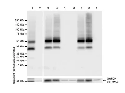 Western Blot Anti Gapdh Antibody Epr16891 Loading Control Image02