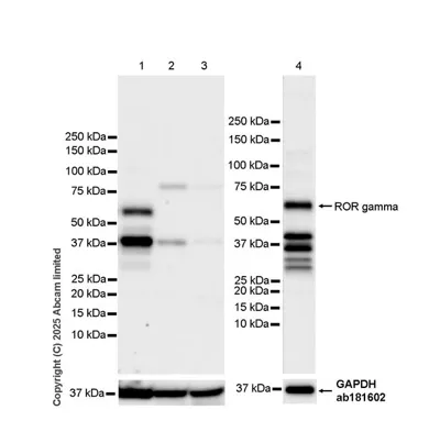 Western Blot Anti Gapdh Antibody Epr16891 Loading Control Image03