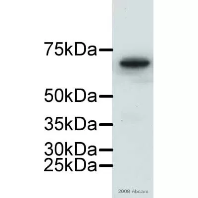 Western Blot Anti Lamin B1 Antibody Nuclear Envelope Marker Ab16048 Image01