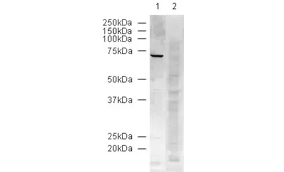 Western Blot Anti Lamin B1 Antibody Nuclear Envelope Marker Ab16048 Image07