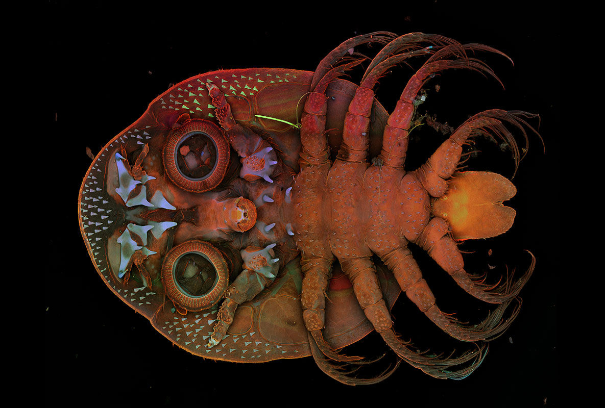Next Generation STELLARIS Confocal Microscope