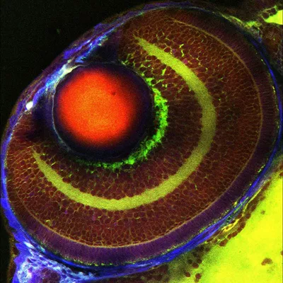 CRS Intact Unlabeled Zebrafish 02 Kid21756681