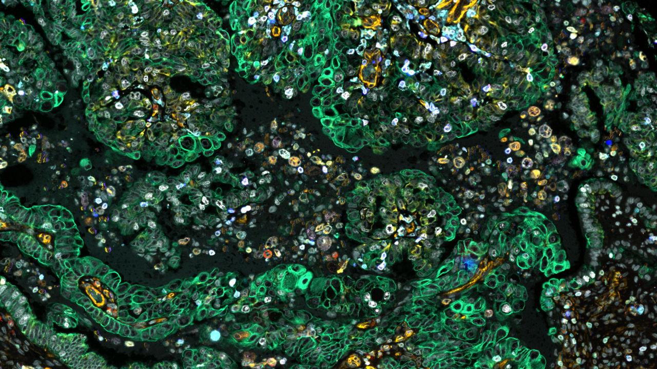 Cell DIVE Multiplex Imaging Solution