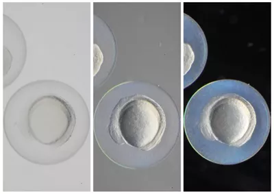 Contrast Eggs Black 02 Kid21756592