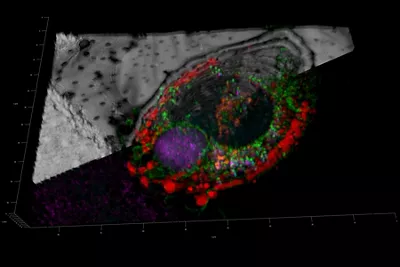 EM GP2 Mammalian Cells Cryo Kid21758230