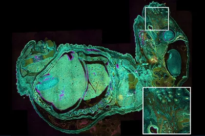 Embryo Phasor Separated STELLARIS FALCON Kid21758332