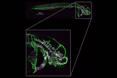 High Resolution Imaging Of Large Whole Specimens Kid21764962