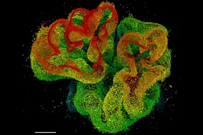 Kidney 3D Sted Kid21765486