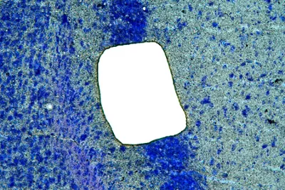 Leica Sample Before Cut