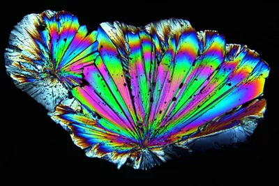 Leica DM4 P Radially Grown Sugar Crystals Imaged With Circular Polarized Light Kid21765770
