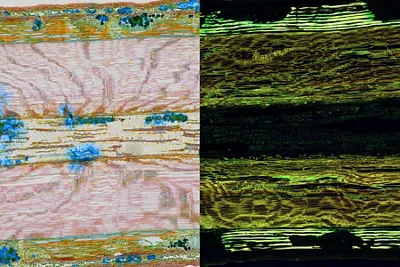 Flexibility: Stunning fluorescence and color images