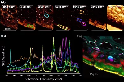 Morphochemical Imaging Apple 02 Kid21767961