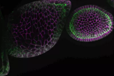 The power of LAS X in advanced life science research