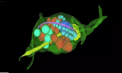 UC Enuity Aivia Trichomonas Parasite 01 Kid21776671