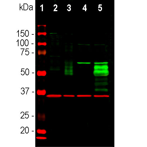 Anti-c-Fos - BSA free (ab190289) Polyclonal | Danaher Life Sciences