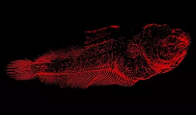 Csm Leica M205 Fc Fish Stitchin