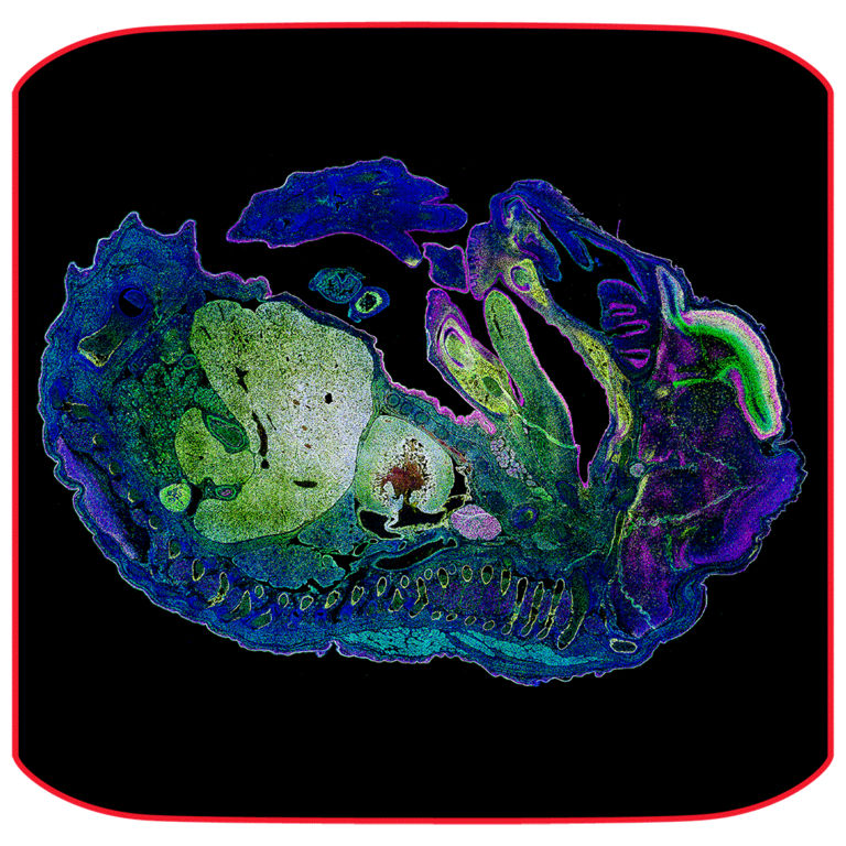 Mica Widefield Live Cell Microhub Automated Microscope