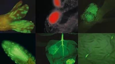 Leica Mz10f Fluorescence Samples Kid21766314