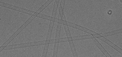 Microtubules 20000x Kid21767879