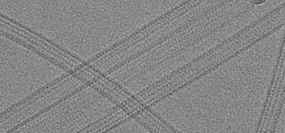 Microtubules acquired at 39000x