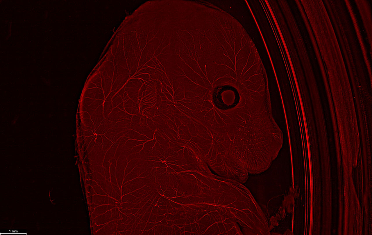 THUNDER Imager Model Organism