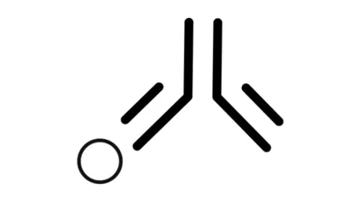 Primary Antibodies