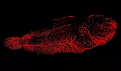 Solea Senegalensis Larvae Nervous System